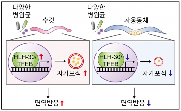 연구 요약. 카이스트 제공