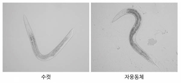 예쁜꼬마선충 수컷과 자웅동체 사진. 카이스트 제공