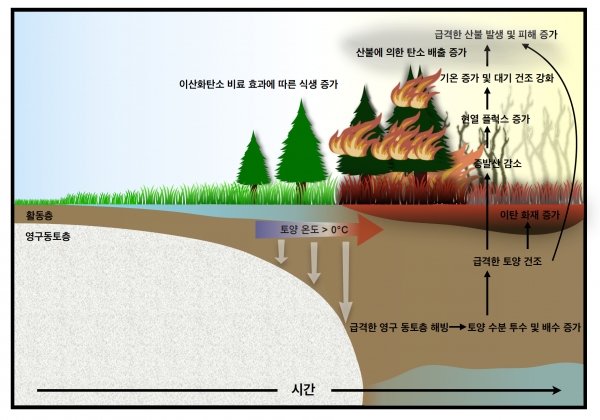 가속화된 지구온난화로 인해 급격한 영구동토층 해빙에 따른 북반구 극지역 산불 강화 메커니즘에 대한 모식도 지구온난화로 인해 연평균 토양 온도가 0℃를 초과할 때, 북반구 영구동토층의 급격한 해빙이 발생한다. 영구동토층에서 얼음이 녹으면서, 토양 수분 배수가 증가하게 되고 이는 급격한 상부 토양 건조를 유발한다. 이러한 급격한 토양 건조 환경은 여름에 지면으로부터 대기 중으로의 증발산을 약화시키며 기온을 더욱 증가시킨다. 이러한 기온 증가는 대기를 더욱 건조하게 만들게 되어 결과적으로 급격한 산불 발생 피해 증가 및 탄소 배출을 발생시킨다. 또한, 대기 중 이산화탄소 농도 증가는 식물의 광합성을 도와(이산화탄소 비료 효과) 고위도 지역의 식생을 증가시키며, 이는 산불 연료로 역할을 하여 산불 피해 증가에 기여한다. 부산대학교 제공